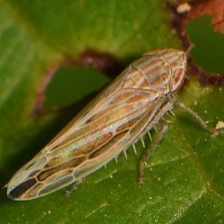 Mocydiopsis longicauda